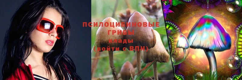 магазин  наркотиков  Приволжск  Псилоцибиновые грибы MAGIC MUSHROOMS 